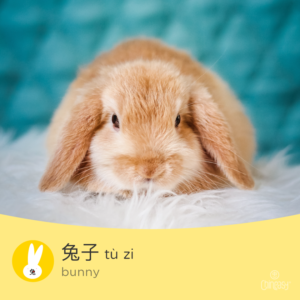 bunny in Chinese