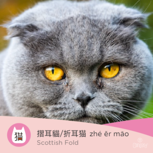 Scottish Fold in Chinese