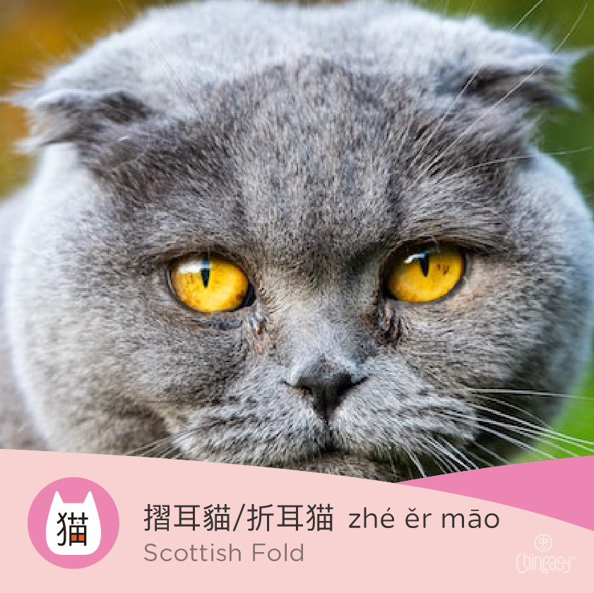 Scottish Fold in Chinese