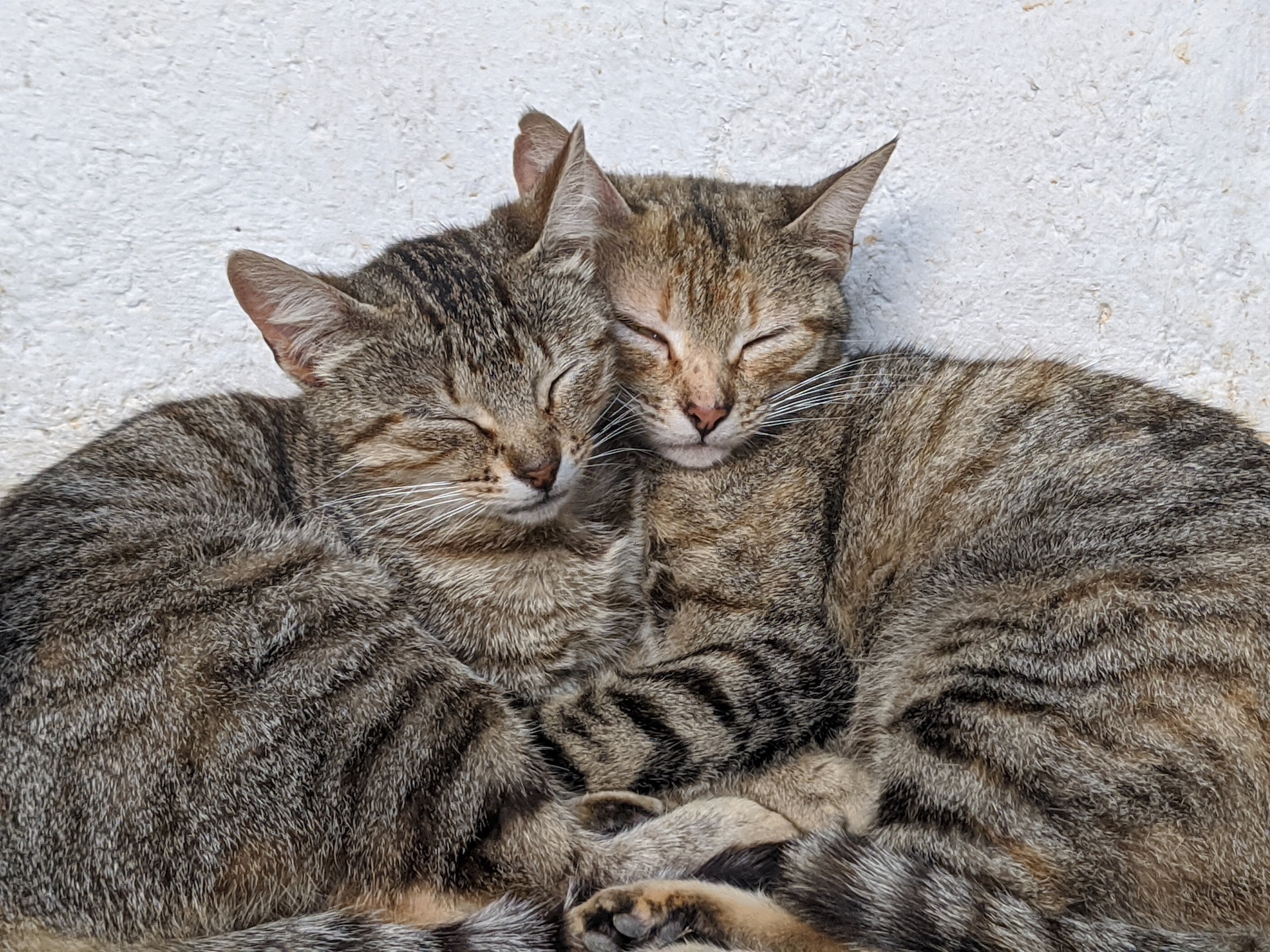 two cats